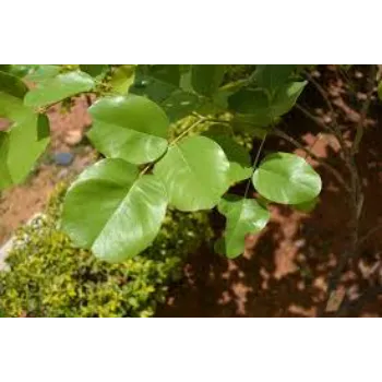 Traditional Red Sandalwood Plants